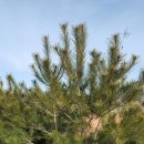 솔내음농장 이미지