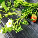 최용순농장 이미지