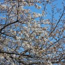 온천천시민공원 동백 | 부산 벚꽃 명소 온천천 벚꽃 개화 현황 온천천카페거리 벚꽃 데이트 추천 주차장