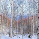 인제12-1 이미지