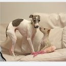 퍼피 비비드(puppy vivid) | 이탈리안그레이하운드 분양가격 차이, 무엇으로 결정될까 ?