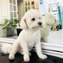 강아지 꼬순내 | 성신여대 플라잉요가 맛집 <더센트럴무브먼트> 🐶강아지 꼬순내는 덤❣️