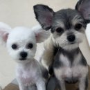 슈멍드아 이미지