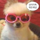 떡하나주면 | 떡 하나 주면 안 잡아먹지🐱 l 한정선 찹쌀떡 후기/고속터미널 선물 추천