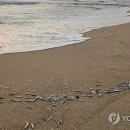 경포