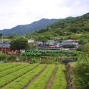 신촌교 Daum카페