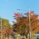 한반도로 | 양구 인문학캠핑장 할로윈캠핑 한반도섬 단풍 여행 후기