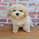 애견천국 이미지