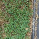 클로바농장 이미지