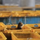 남해군 수협회센타횟집 이미지