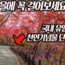 국내유일의 천연기념물 단풍나무숲! 단풍여행!아름드리 소나무 숲길!가을여행지 추천! 이미지