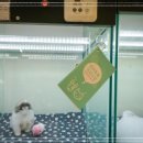 퍼피하우스 인천송도점 이미지