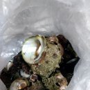 뿔소라 🐚 이미지