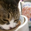 와즈펫(wispet) 이미지