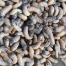 파평주유소 이미지