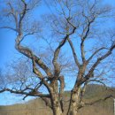 마을 보호수 이미지