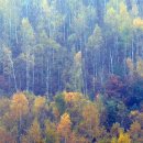 자작나무숲 주차장 이미지