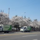 시청별관앞 꽃보라동산 이미지