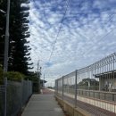 6161 | 섬] 쿼카섬 로트네스트 아일랜드 당일치기｜프레멘틀 페리·버스투어·핑키비치까지 솔직 후기_1/9