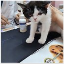 태산 우리동물병원 이미지