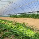 오늘의뽑기 이미지