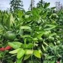 귤익는 마을 이미지