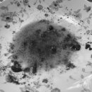 송백 흑염소 이미지