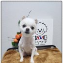 까망댕댕 네이버블로그