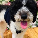 59DOG 네이버블로그