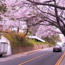 2호선 중동역 1번출구 | 부산 현지인이 알려주는 해운대 달맞이길 벚꽃 드라이브 | 밤벚꽃·인생샷·주차 꿀팁 총정리