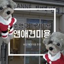윤애견미용 | 부산 수영구 앤애견미용 | 푸들 강아지 미용 솔직 후기