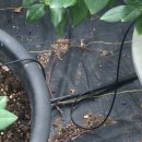 관수농장 이미지