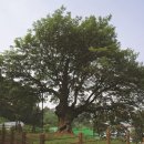 천과나무 이미지