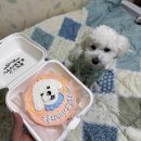 대전 제작케이크맛집 탄방동 얼웨이즈케이크 강아지케이크후기