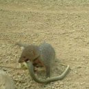 몽구스(Mongoose)