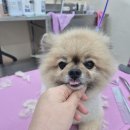 딩동댕 살롱 네이버블로그