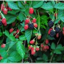 블랙베리의 효능 이미지