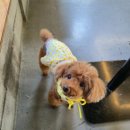 컴페니언그루밍 네이버블로그