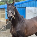 청룡목장 이미지