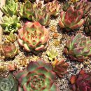 아도라블 이미지