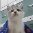 공원옆 동물병원 이미지