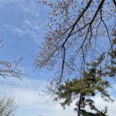 호수공원_호수광장 | 군산 은파호수공원 맛집 '은파 광장해물왕파전' 벚꽃 시즌 방문 후기(26.4.4.)