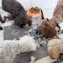 바나개 애견유치원 호텔 이미지