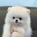 수지애견 이미지