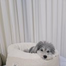 보듬보듬 이미지