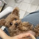 황언니 펫살롱 | 산곡동 황언니펫살롱에서 애견미용 22.6.28