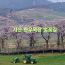 농협 한우개량사업소 가축병원 | 서산 한우목장 주소, 벚꽃 구경 개화 오늘 방문후기