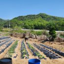 석만농장 이미지