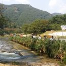 구절초 테마공원 제2주차장 이미지