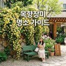 큰골 | 2026 목향장미 개화시기 및 대구 목향장미 명소 카페 방문 후기